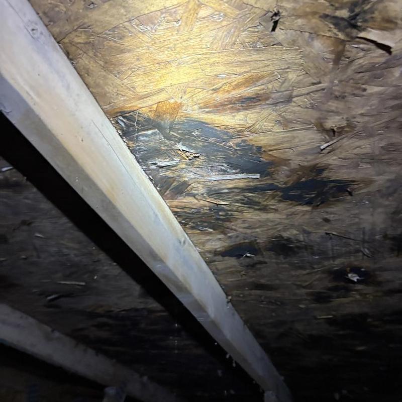 Roof sheathing with water damage during inspection