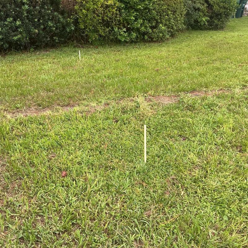 Sewer line location markers in grassy yard area