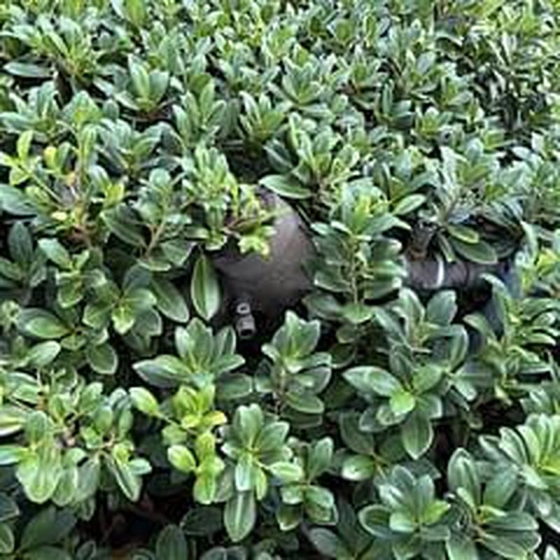 Wilkins backflow preventer partially hidden in shrubbery
