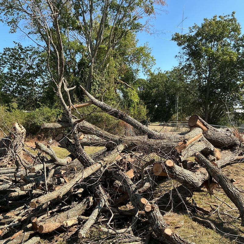 Dead elm logs piled after tree removal in yard