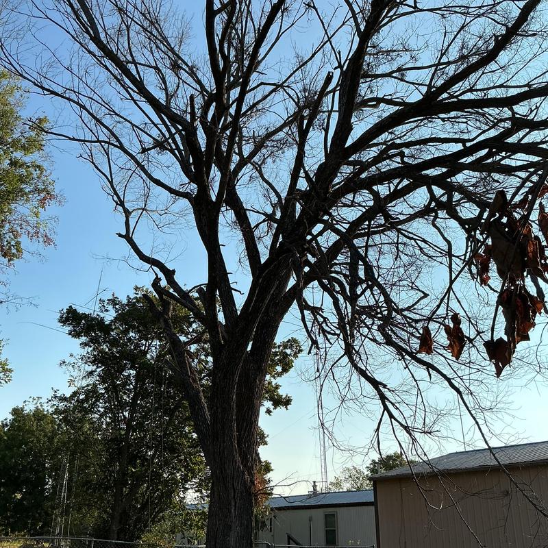 Dead elm tree before removal in McAlester yard