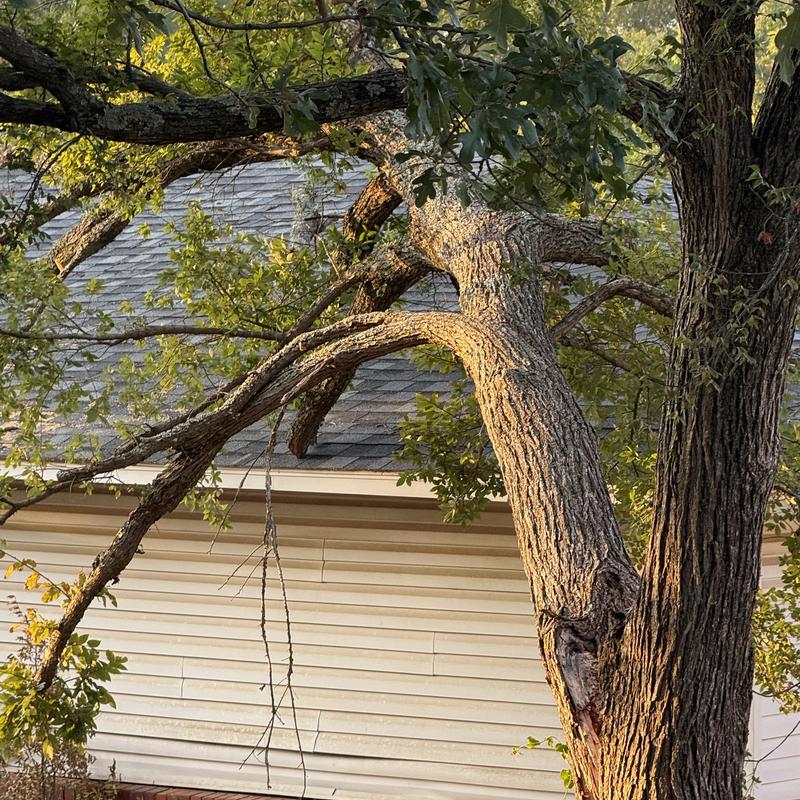 Tree removal from house roof with bucket truck Tree removal from house roof with bucket truck