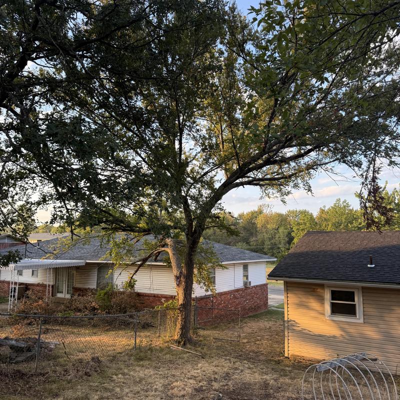 Tree leaning over backyard fence near house roof Tree leaning over backyard fence near house roof
