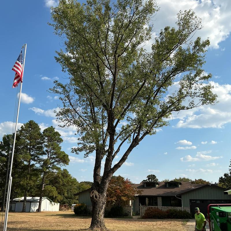 Tree trimming removal with bucket truck by house Tree trimming removal with bucket truck by house