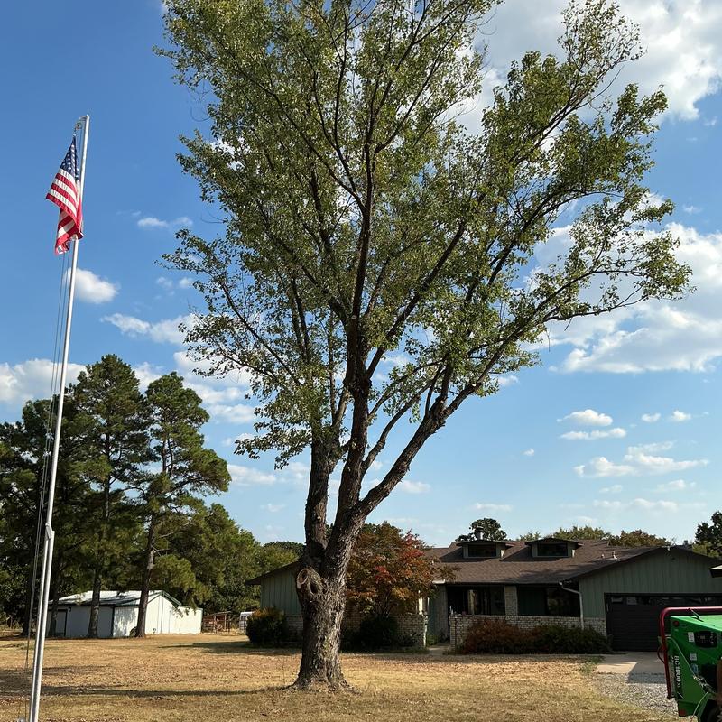 Tree canopy trimming near residential house Tree canopy trimming near residential house