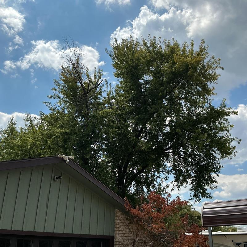 Tree canopy over house roof before trimming in McAlester OK Tree canopy over house roof before trimming in McAlester OK