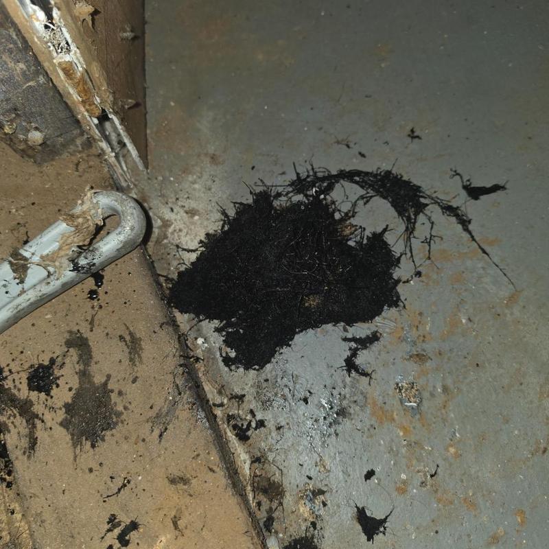 Main sewer line with pulled roots near basement cleanout