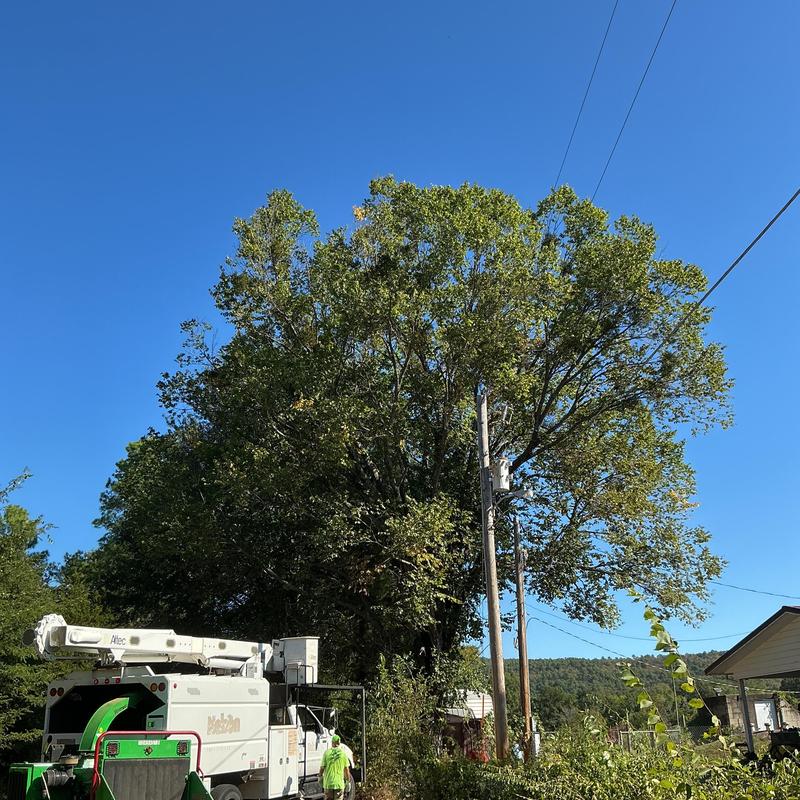 Elm tree removal near power lines and house roof