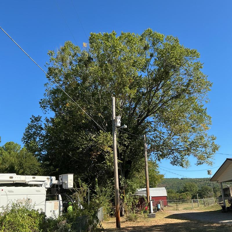 Elm tree removal near power lines with bucket truck