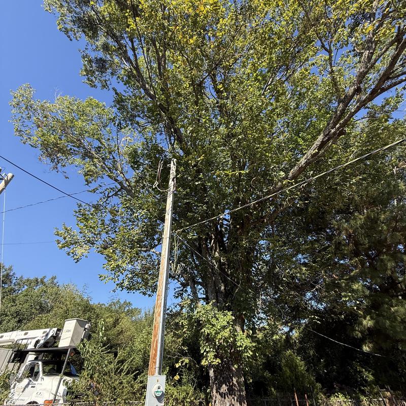 Elm tree over power lines with bucket truck removal