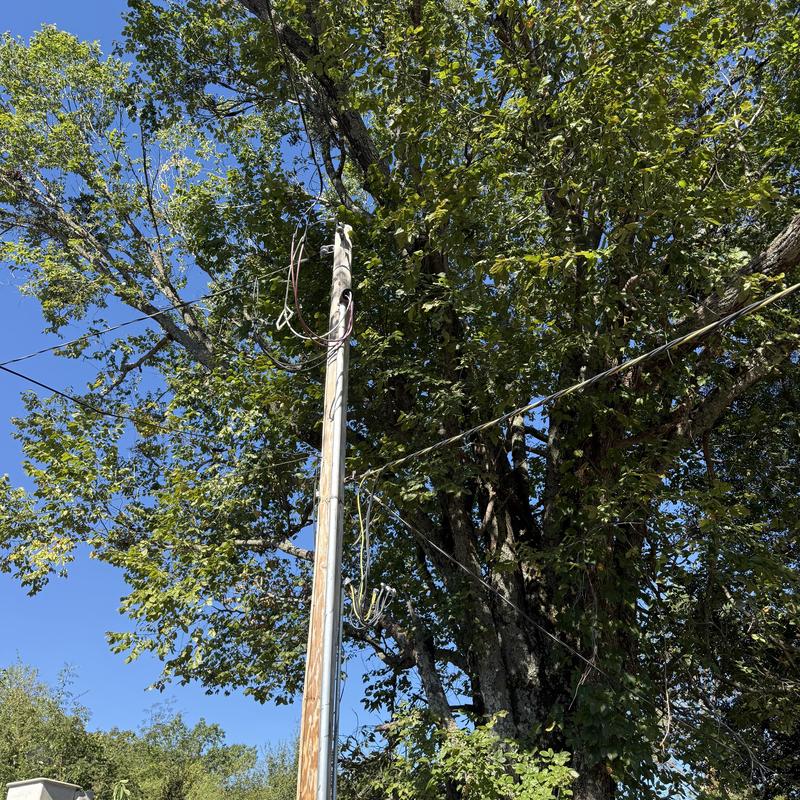 Elm tree over power lines with utility pole