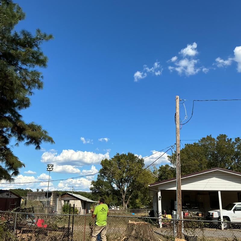Elm tree removal by power lines near house and fence