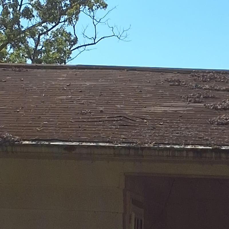 Roof shingles with multiple damaged and curled areas Roof shingles with multiple damaged and curled areas