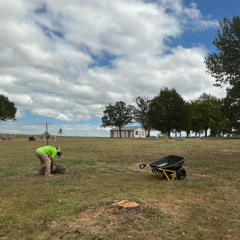 Tree stump removal with wheelbarrow in cemetery grounds