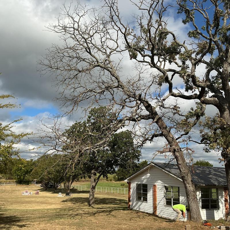 Dead tree removal near residential building