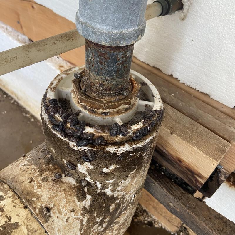 Community well pumphouse pipe with millipedes infestation Community well pumphouse pipe with millipedes infestation