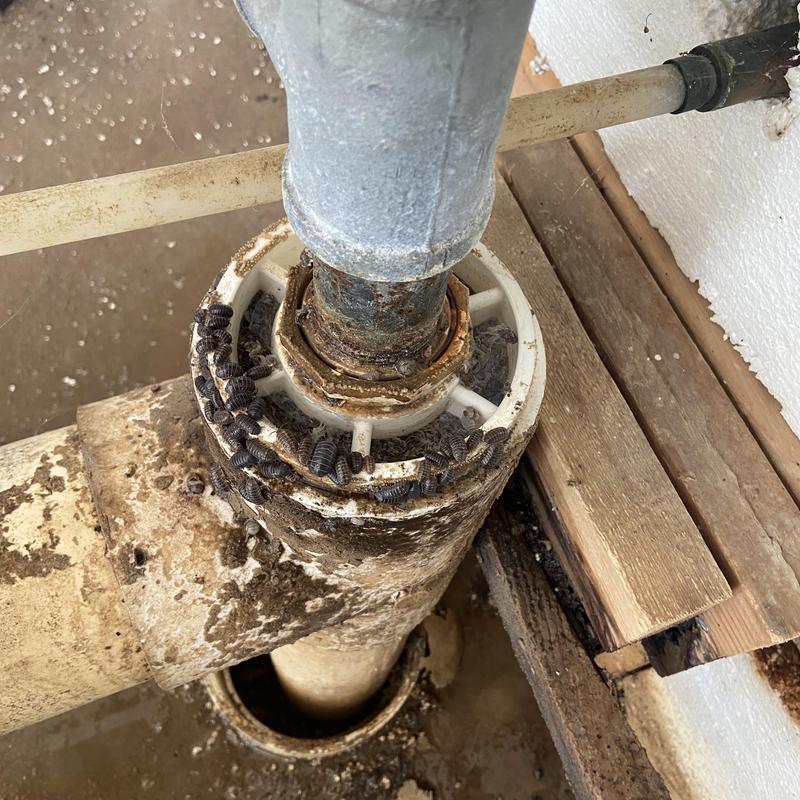 Community well pumphouse pipe with insect infestation Community well pumphouse pipe with insect infestation
