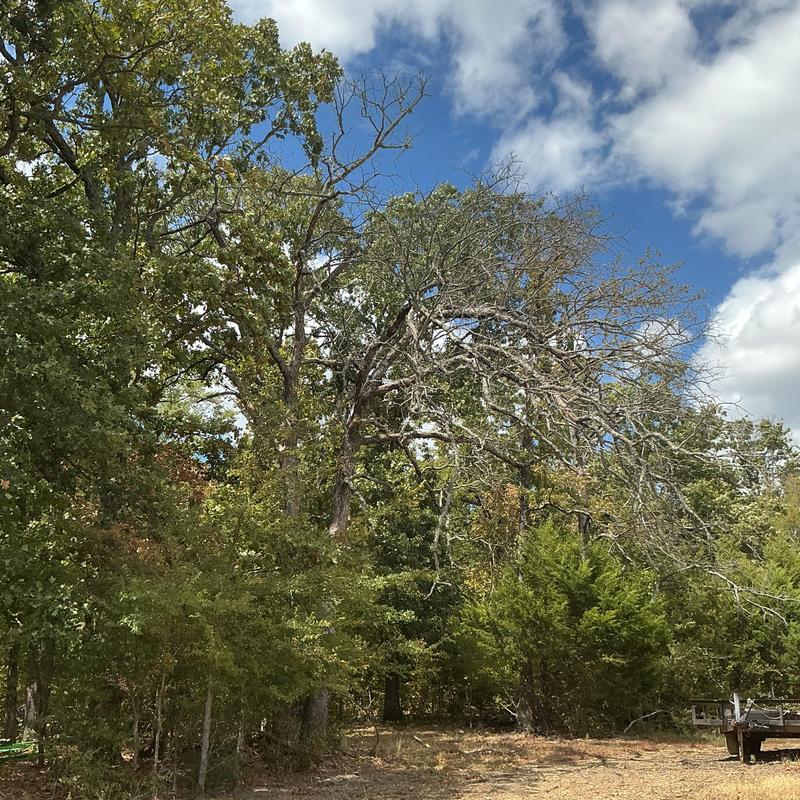 Dead tree removal in wooded residential yard