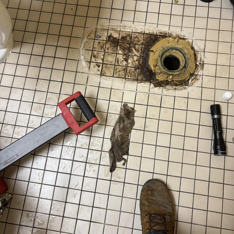 Toilet flange replacement on tiled bathroom floor Toilet flange replacement on tiled bathroom floor