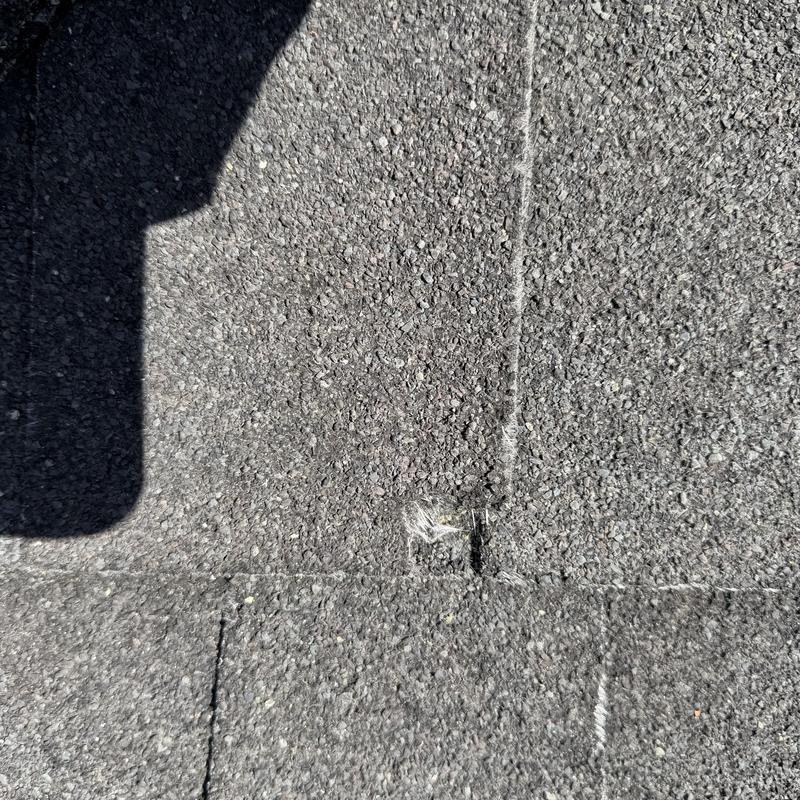 Asphalt roof shingle with hail damage inspection close-up Asphalt roof shingle with hail damage inspection close-up