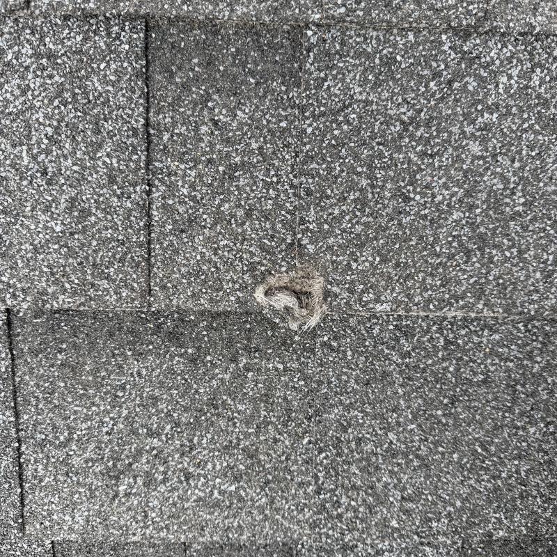 Asphalt shingle roof hole during insurance inspection Asphalt shingle roof hole during insurance inspection