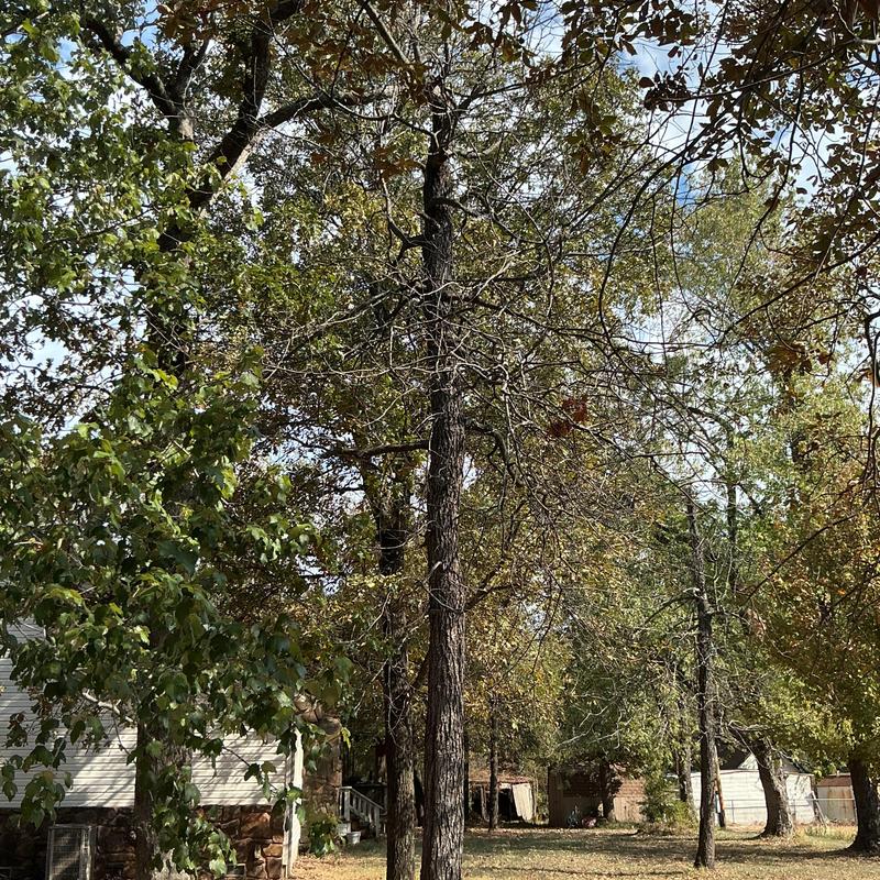 Tree canopy trimming and removal in residential yard