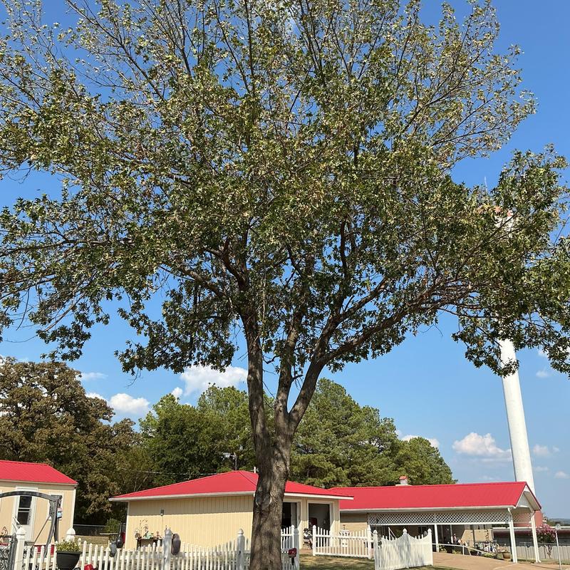 Large oak tree near fence and road in Eufaula