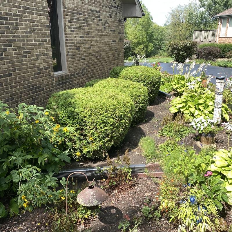 Gutters with gutter guards near landscaped shrubs