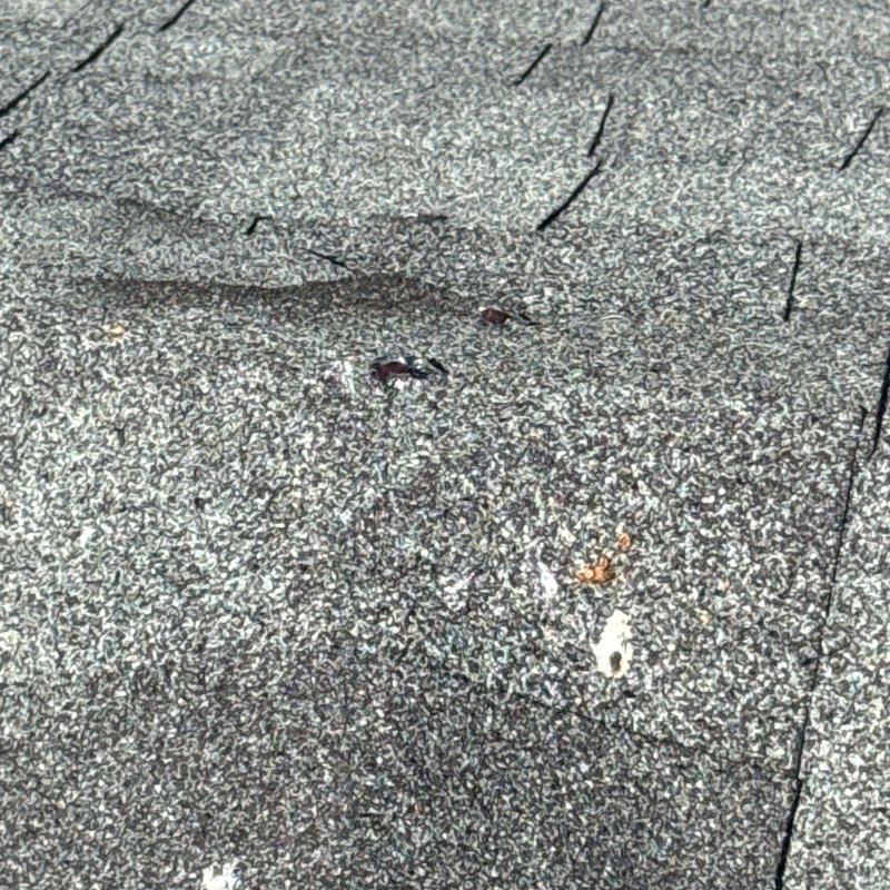 Roof shingles with hail damage and granule loss