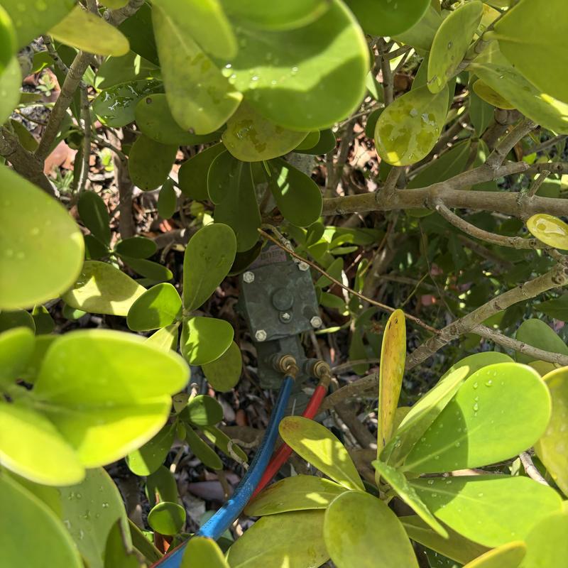 Backflow prevention device partially hidden in bushes