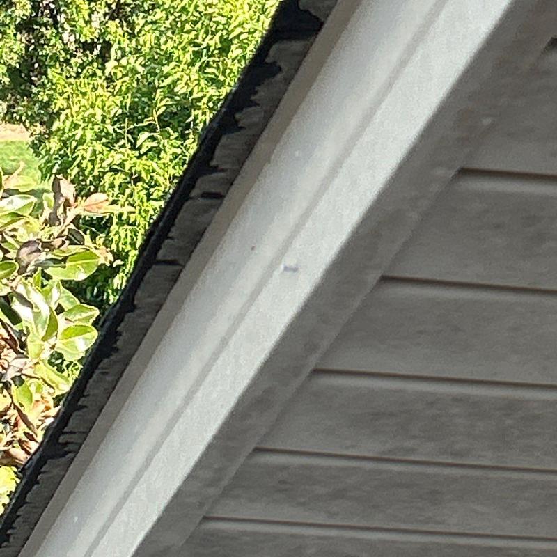 Roof gutter with debris and adjacent foliage