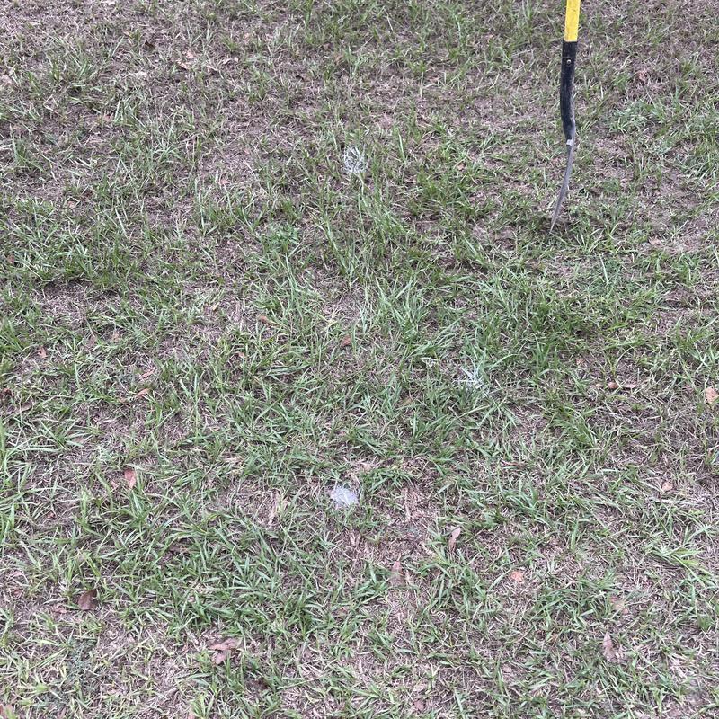 Mainline sewer stoppage area with digging tool inserted Mainline sewer stoppage area with digging tool inserted