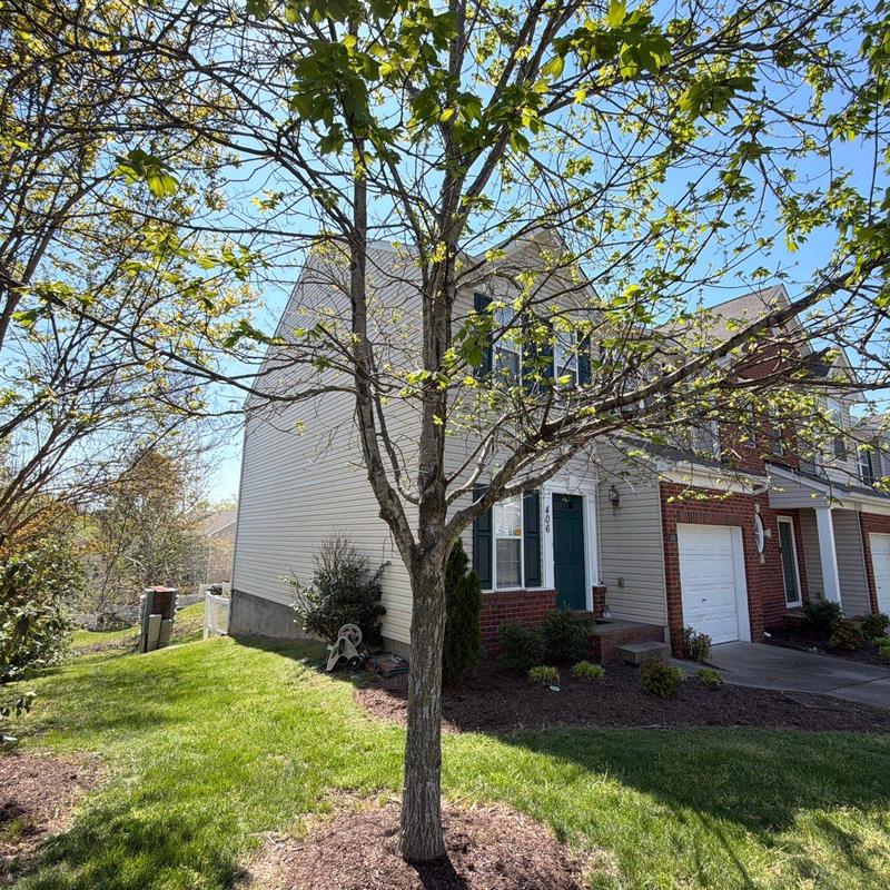 Residential tree with spring foliage near townhouse