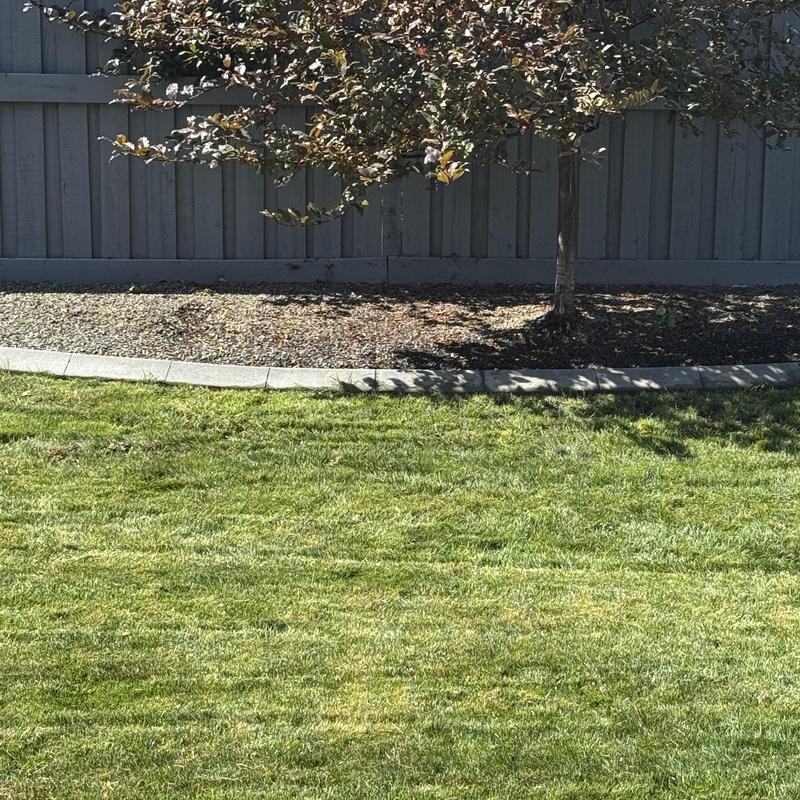 Irrigation system inspection at backyard lawn and tree Irrigation system inspection at backyard lawn and tree