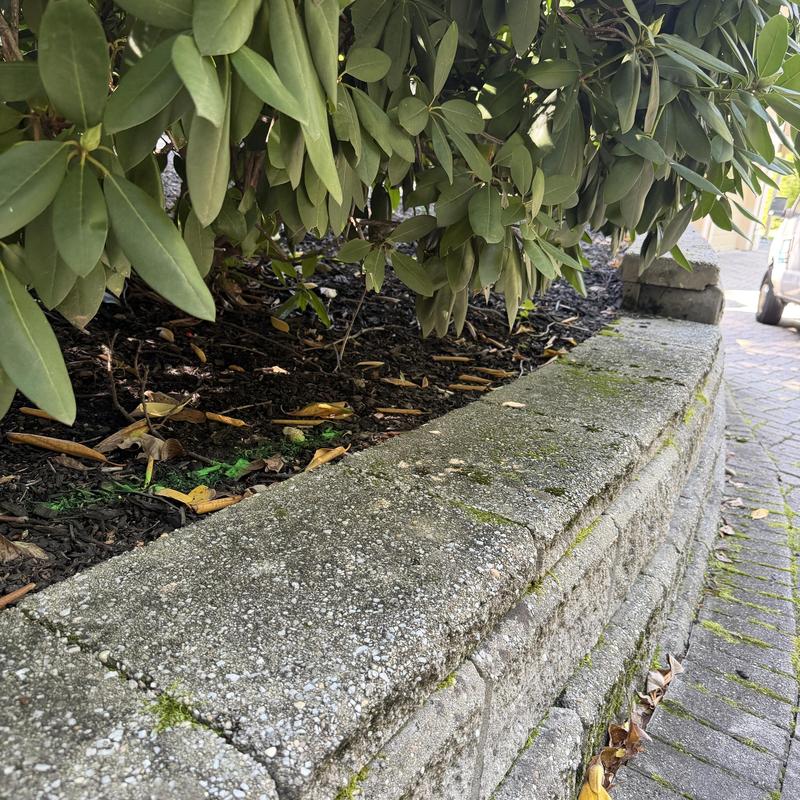 Concrete garden retaining wall with surrounding plants and pavement Concrete garden retaining wall with surrounding plants and pavement