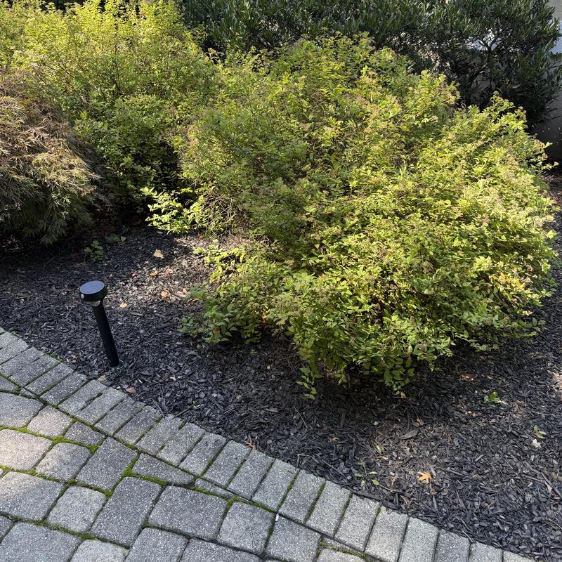 Landscape lighting fixture beside garden shrubs and mulch bed Landscape lighting fixture beside garden shrubs and mulch bed