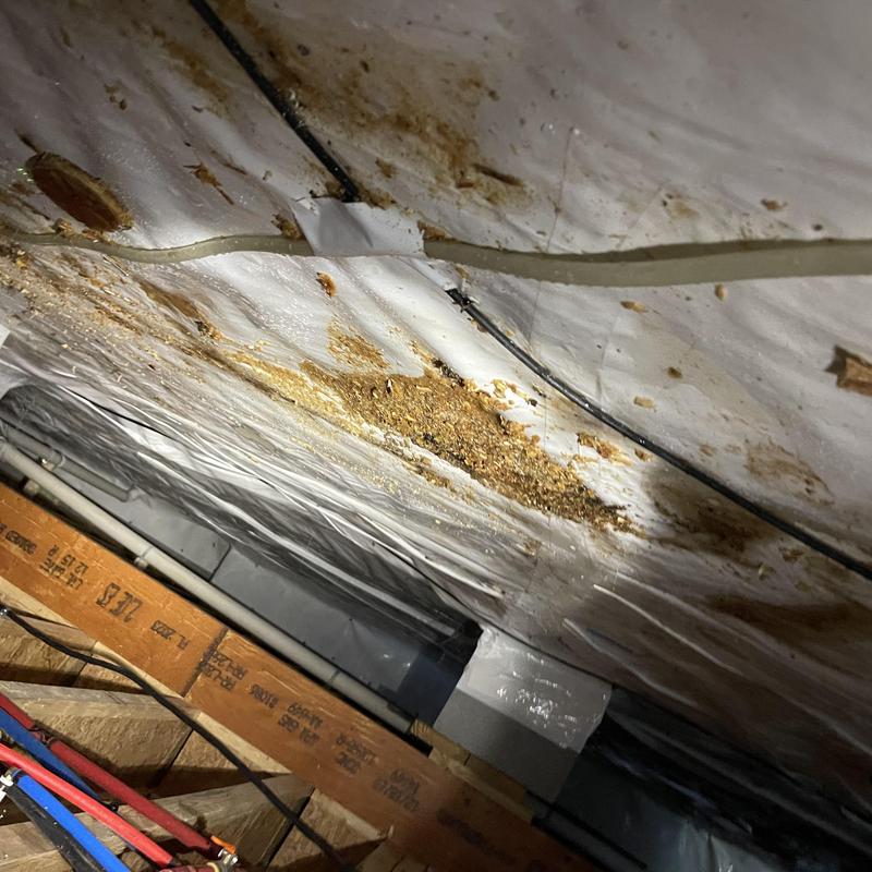 Crawl space vapor barrier with pest damage and debris Crawl space vapor barrier with pest damage and debris