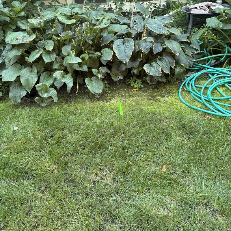 Residential main sewer line marker in lawn and garden area Residential main sewer line marker in lawn and garden area