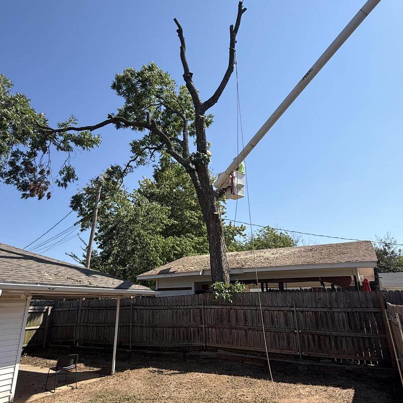 Large tree removal near power lines with bucket truck