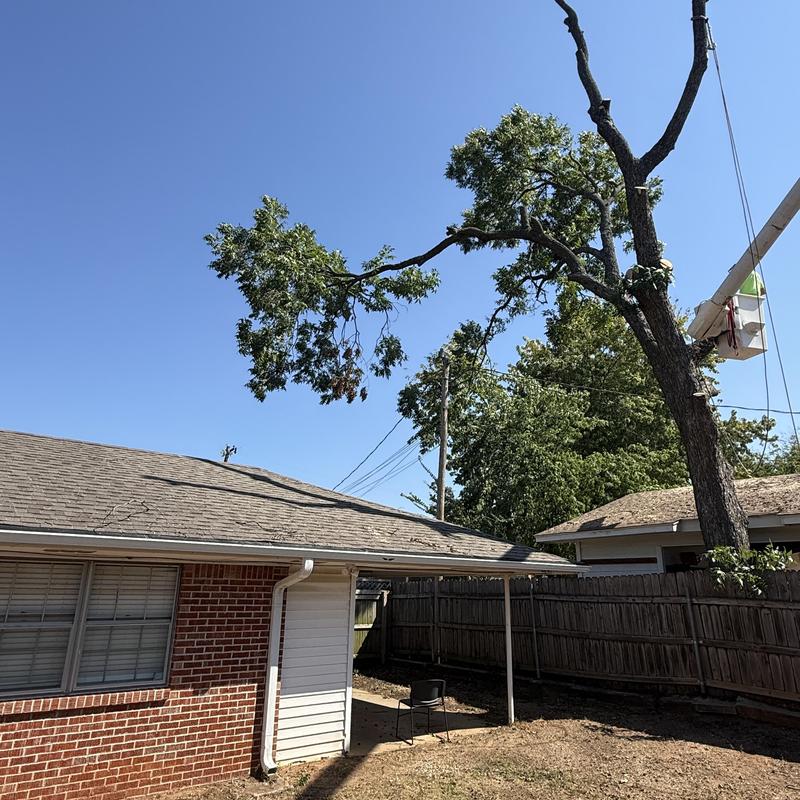 Tree near power lines and house removal with bucket truck