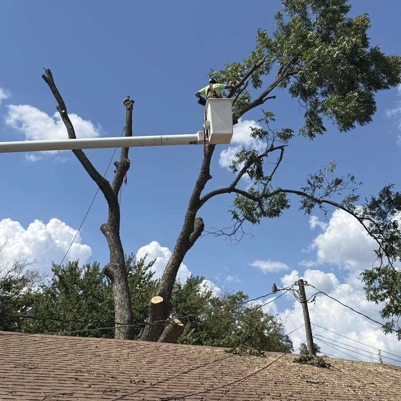 Tree removal near power lines using bucket truck