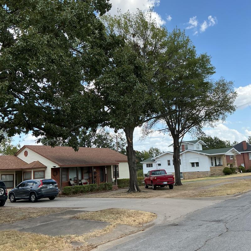 Trees near house and power lines in residential area Trees near house and power lines in residential area