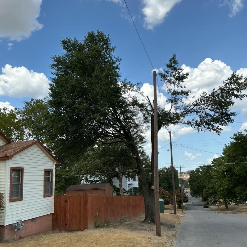 Tree removal near power lines and fence McAlester OK Tree removal near power lines and fence McAlester OK