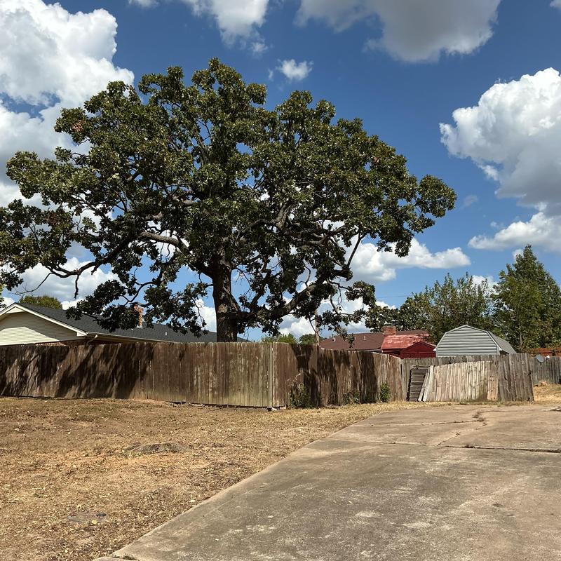 Large oak tree over wooden fence in residential yard Large oak tree over wooden fence in residential yard