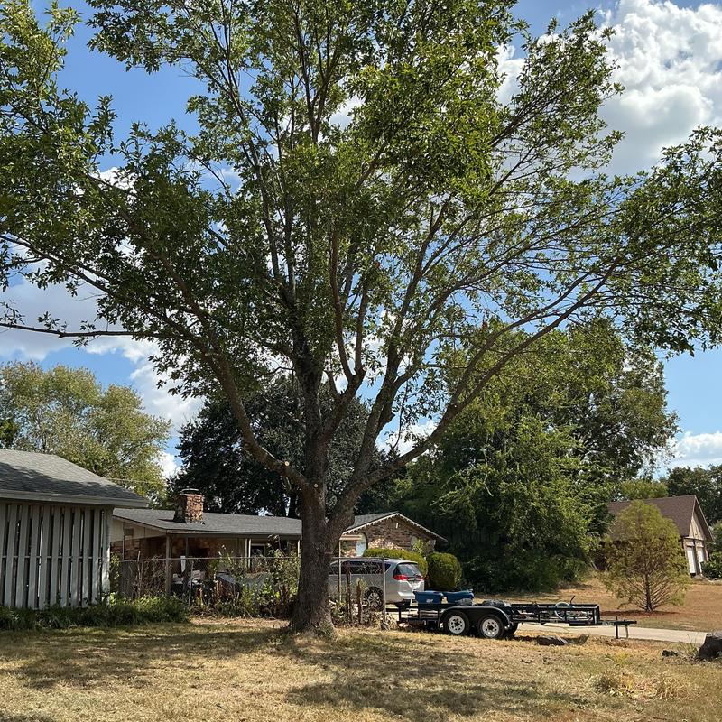 Large tree near house and fence in yard Large tree near house and fence in yard
