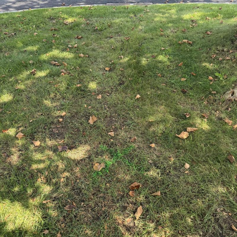 Main line sewer area with grass and fallen leaves Main line sewer area with grass and fallen leaves