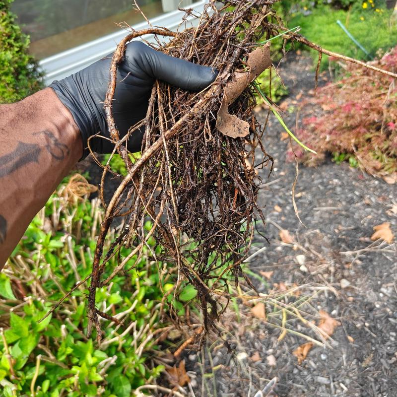 Main line clogged with tree roots removed by plumber Main line clogged with tree roots removed by plumber