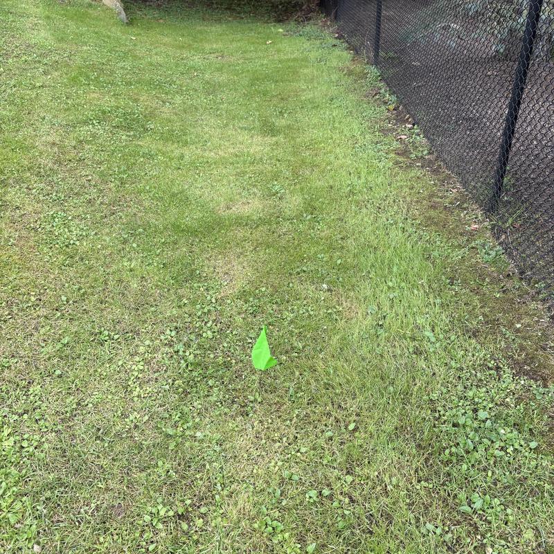 Sewer line location marked with green flag on lawn Sewer line location marked with green flag on lawn