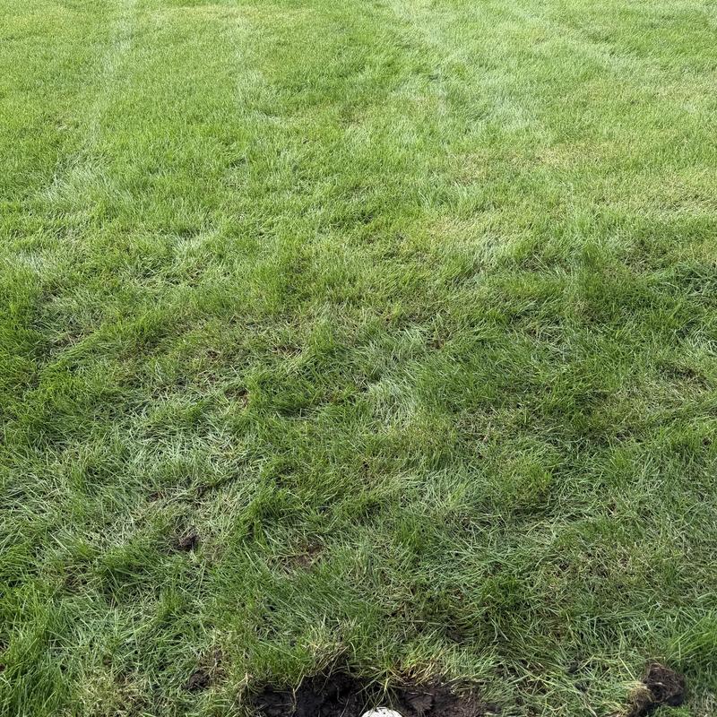 Main sewer line excavation area with grass disruption Main sewer line excavation area with grass disruption