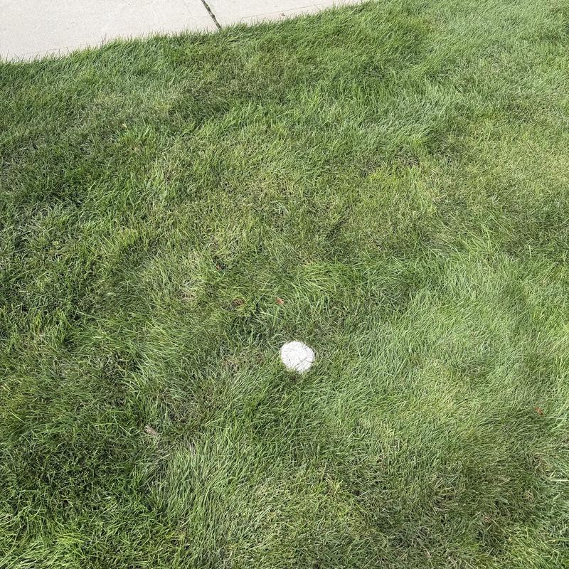 Main water line cleanout cap in grass near sidewalk Main water line cleanout cap in grass near sidewalk